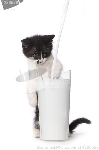 Image of Cute Kitten Watching Milk Pour Into a Glass