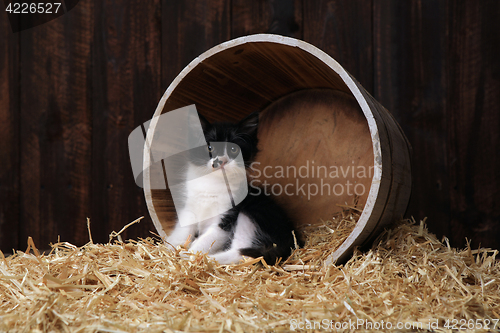 Image of Cute Adorable Kittens in a Barn Setting With Hay