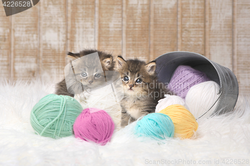 Image of Kittens With Balls of Yarn in Studio