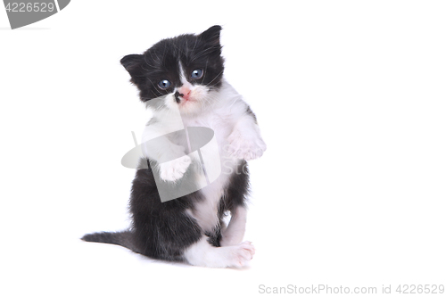 Image of Cute Baby Tuxedo Style Kitten On White Background