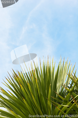 Image of Evergreen yucca tree leaves against blue sky