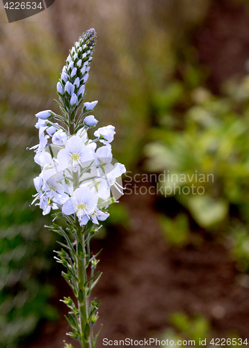 Image of Blue flowers of speedwell plant 