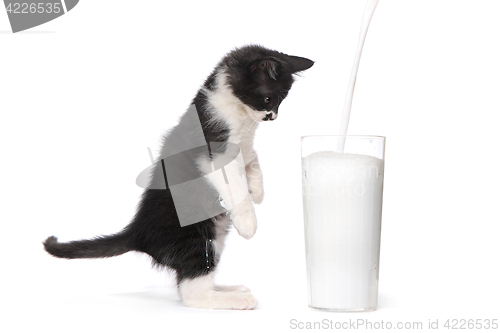 Image of Cute Kitten Watching Milk Pour Into a Glass