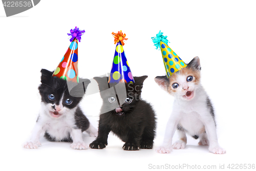 Image of Birthday Song Singing Kittens on White Background