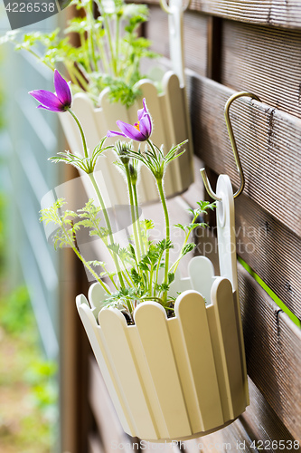 Image of Flower pot hanging on wooden fence