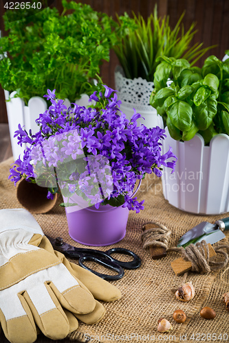 Image of Planting flowers