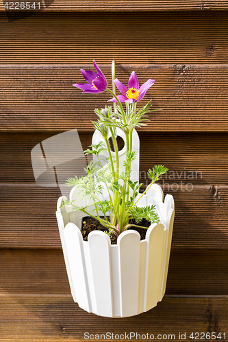 Image of Flower pot hanging on wooden fence