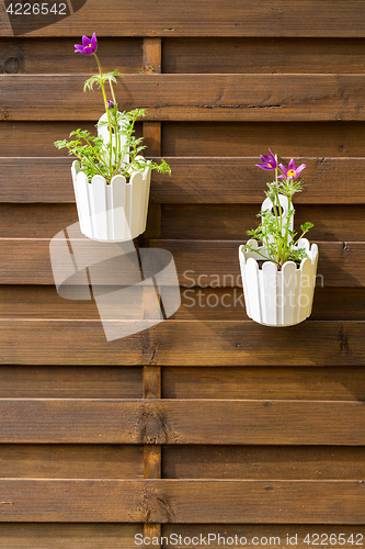 Image of Flower pot hanging on wooden fence