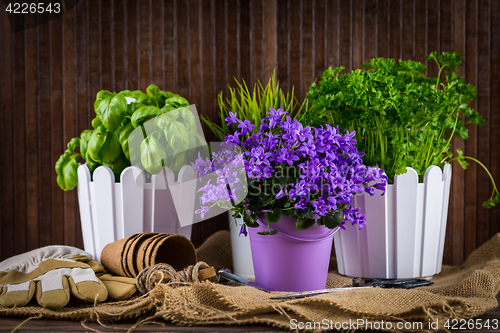 Image of Planting flowers