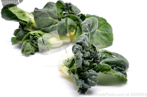 Image of Milk cabbage bok choy