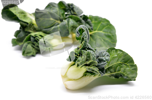 Image of Milk cabbage bok choy