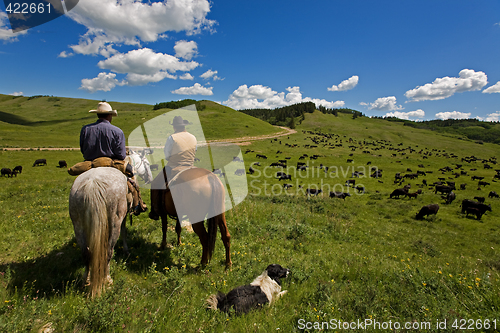 Image of Cattle drive