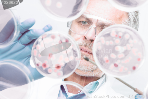 Image of Senior life science researcher grafting bacteria.