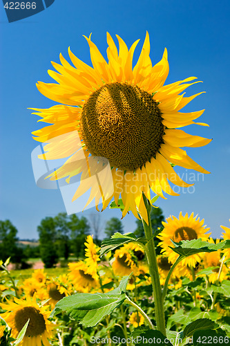Image of Sunflower