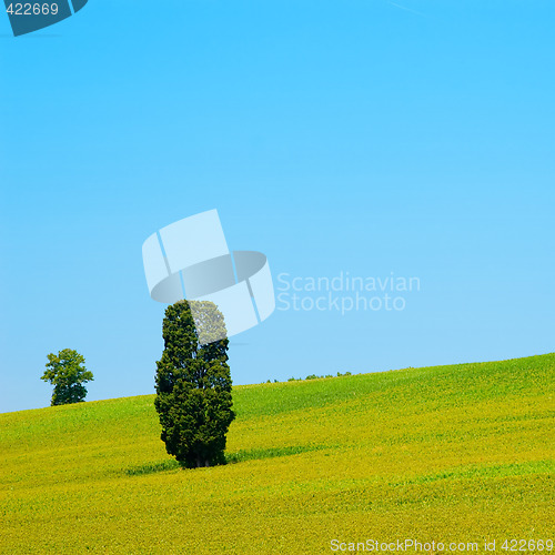 Image of Tree in a Meadow