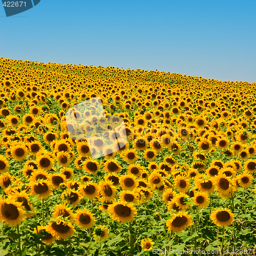 Image of Sunflower Field