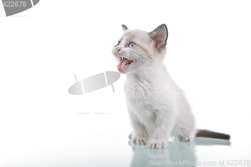 Image of Baby Kitten