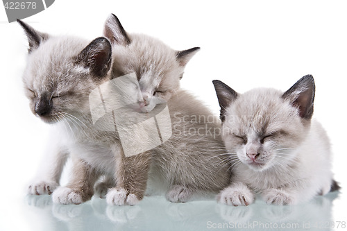 Image of Baby Kittens Sleeping