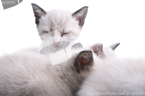 Image of Baby Kittens Sleeping