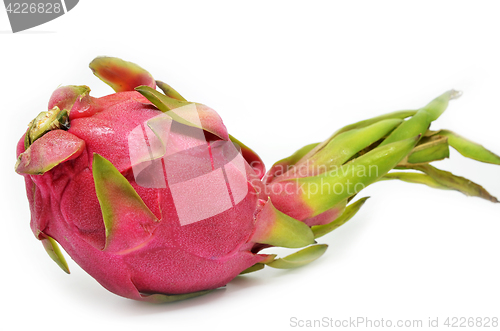 Image of Vivid and Vibrant Dragon Fruit