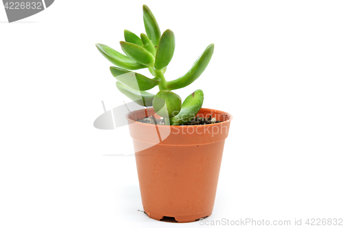 Image of Sedum succulent plant with green fleshy leaves 