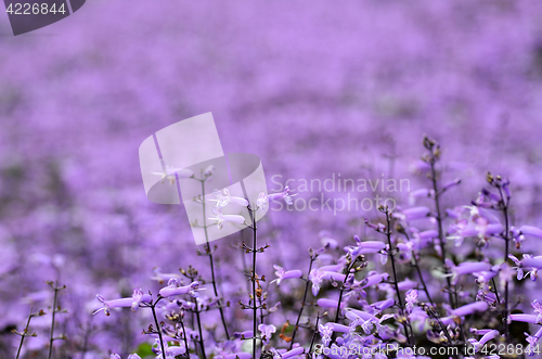 Image of Plectranthus Mona Lavender flowers
