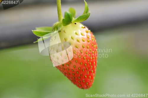 Image of Fresh strawberries that are grown in greenhouses