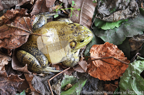 Image of Muddy green bull frog 