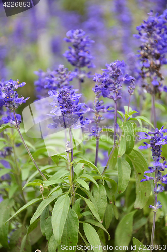 Image of Blooming blue bugleweeds Ajuga