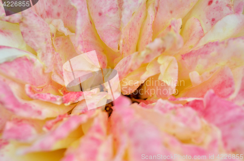 Image of Pink rose flower