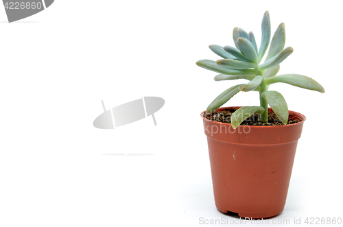 Image of Sedum succulent plant with green fleshy leaves