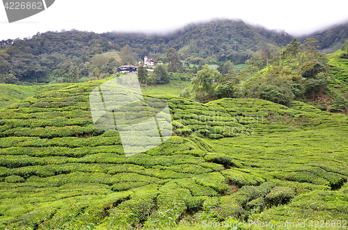 Image of Tea plantation located in Cameron Highlands