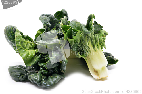 Image of Milk cabbage bok choy