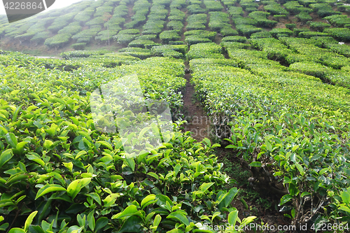 Image of Tea plantation located in Cameron Highlands 