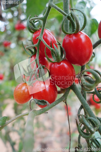 Image of Cherry tomatoes grow in the garden