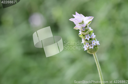 Image of Lavender flowers in nature