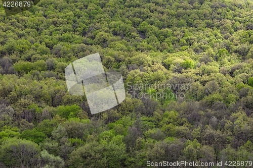 Image of High resolution forest texture