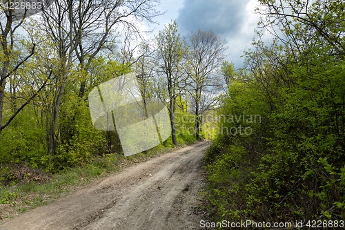Image of Road in the forest