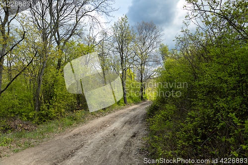 Image of Road in the forest