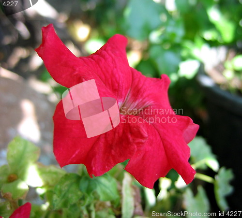 Image of Flying flower