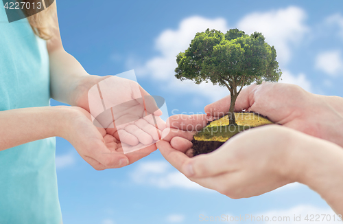 Image of close up of father and girl hands with oak tree