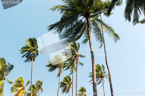 Image of green palm trees ove blue sky