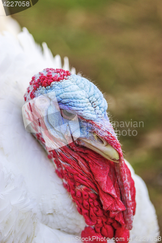 Image of Portrait from Turkey hen