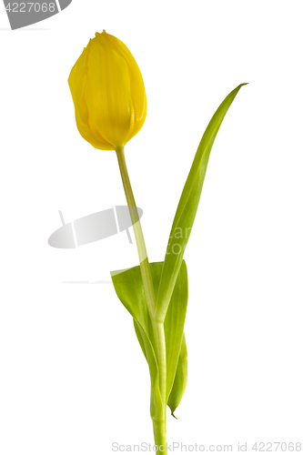 Image of Yellow Tulip