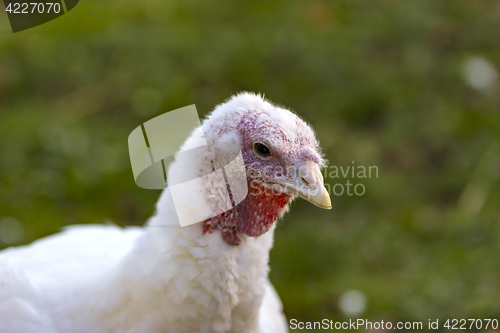 Image of Portrait from Turkey hen