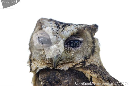 Image of Collared Scops Owl on white