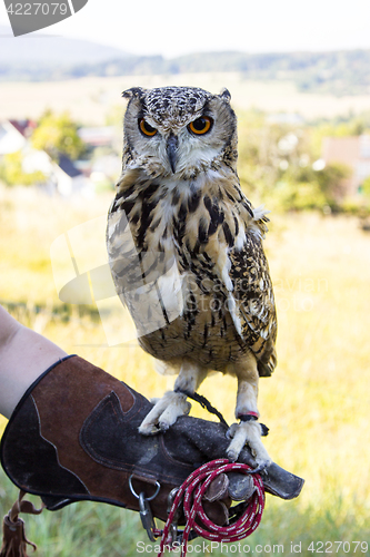 Image of Eagle Owl sitting on Hand