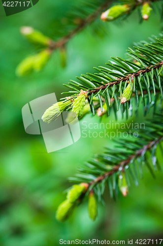 Image of Branch of spruce with sprouts in spring time, close-up