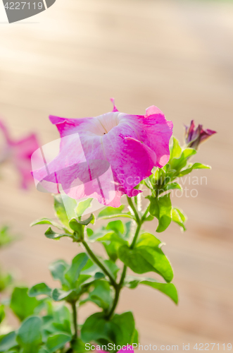 Image of Flowering pink petunia in the garden