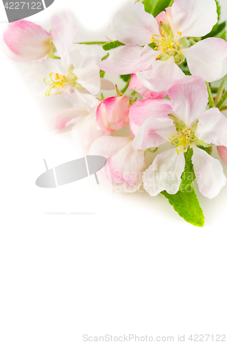 Image of Branch of a blossoming apple-tree on a white background, close-u